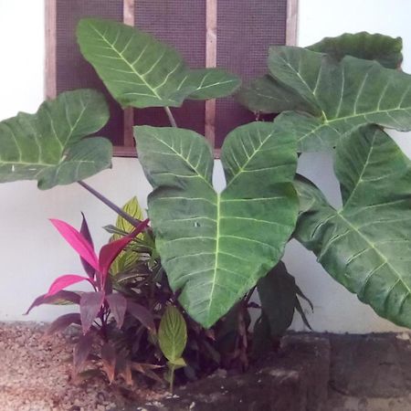 Jambiani Home Stay المظهر الخارجي الصورة