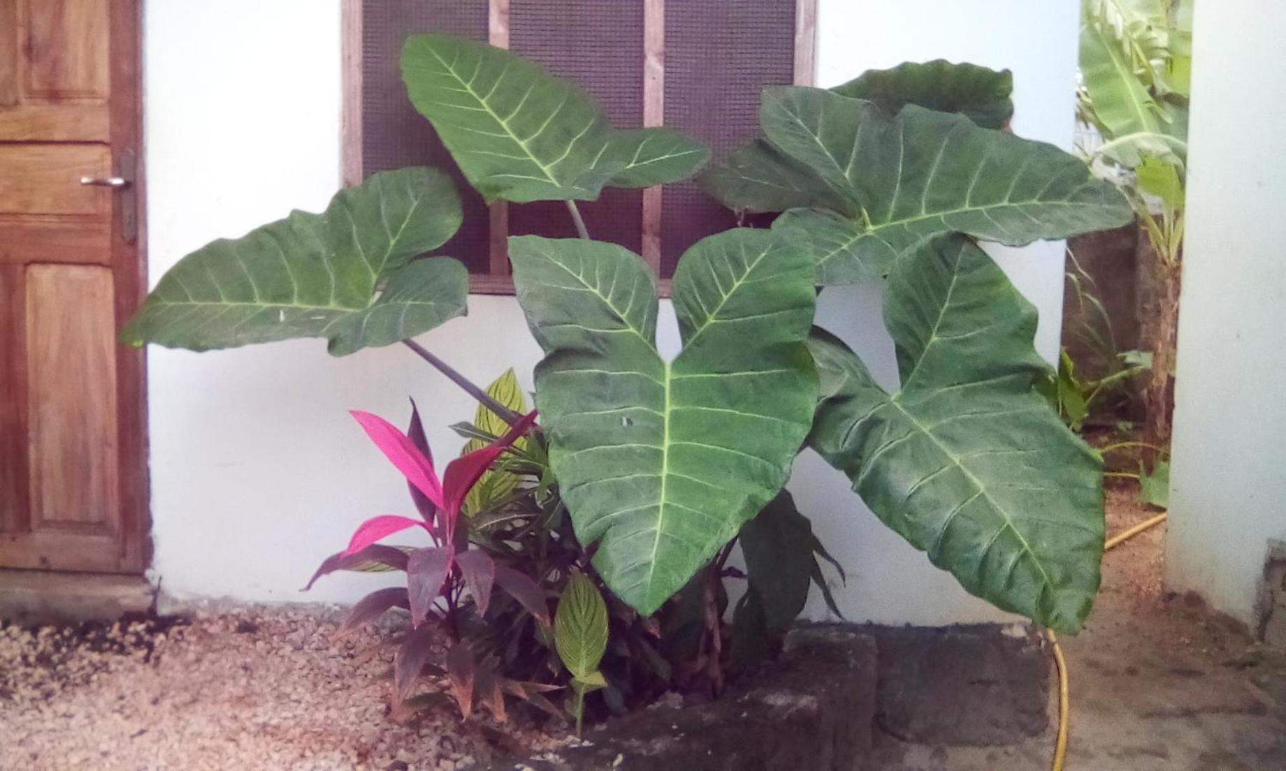Jambiani Home Stay المظهر الخارجي الصورة